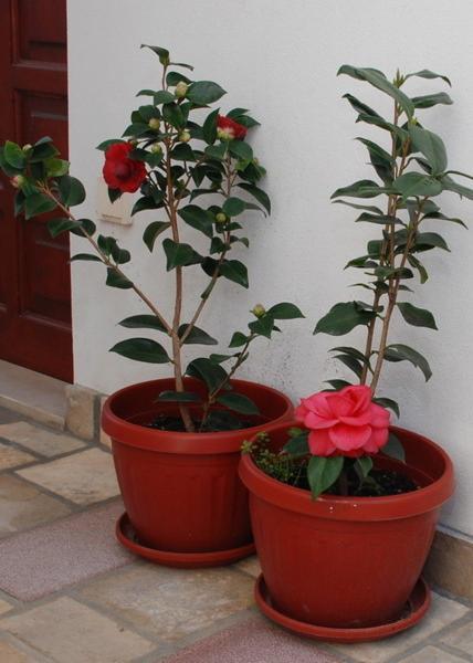 Apartment Svorcan